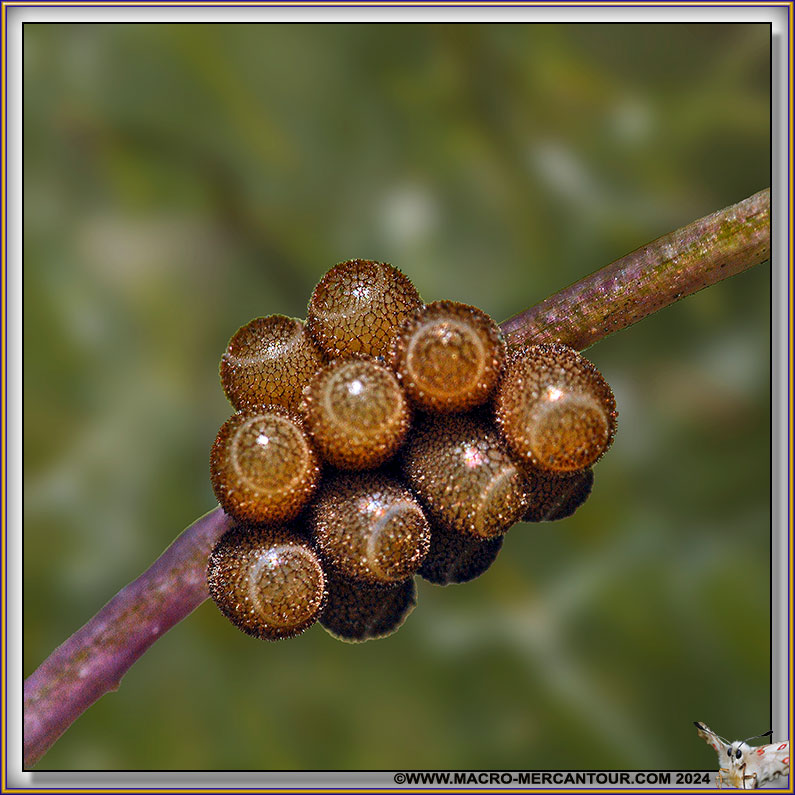 Oeufs d'Insectes